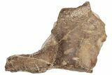Fossil Plesiosaur Paddle & Coracoid - Asfla, Morocco #199983-8